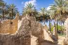 Saudi Arabia, Tabuk Province, Tayma. Date palms at a desert oasis. Art Print